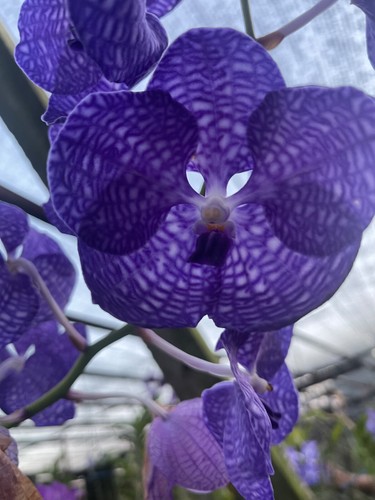 Vanda coerulea blu