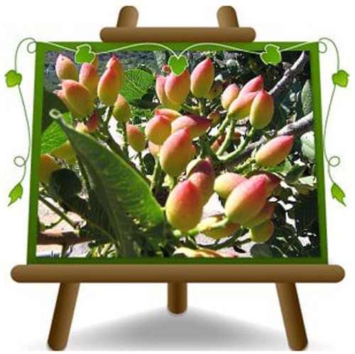 Pistacchio pistacia vera - pistacia,