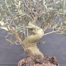 Ulivo pre Bonsai, Olea