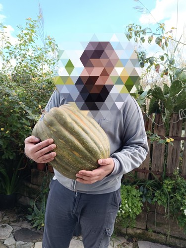 Semi zucca gialla - semi, gialla,