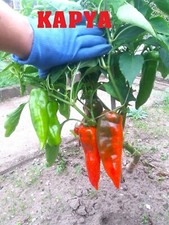 Semi di Peperone della