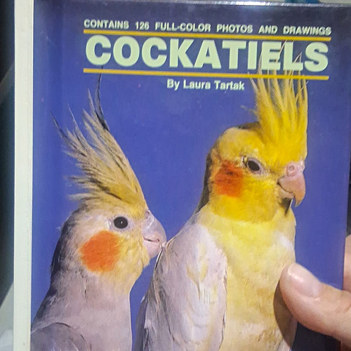 Cockatiels laura tartak - cockatiels,