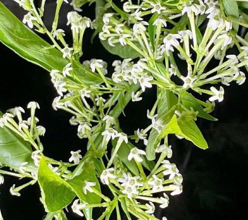 Cestrum nocturnum gelsomino - nocturnum,