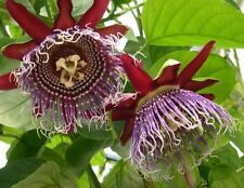 Passiflora Quadrangularis - 10