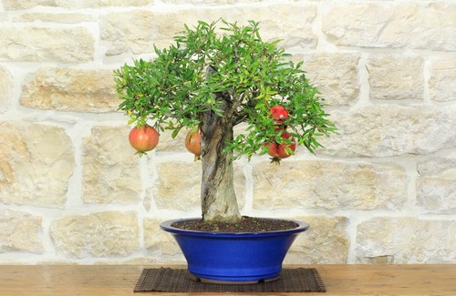 Bonsai melograno frutto - melograno,