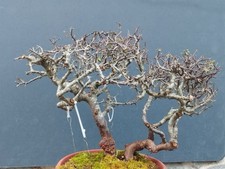 Pre bonsai prunus spinoso - di,