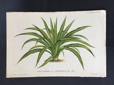 ANTICA STAMPA BOTANICA COLORATA ORIGINALE XIX SECOLO - PUGNALE SPAGNOLO - TIGLIO