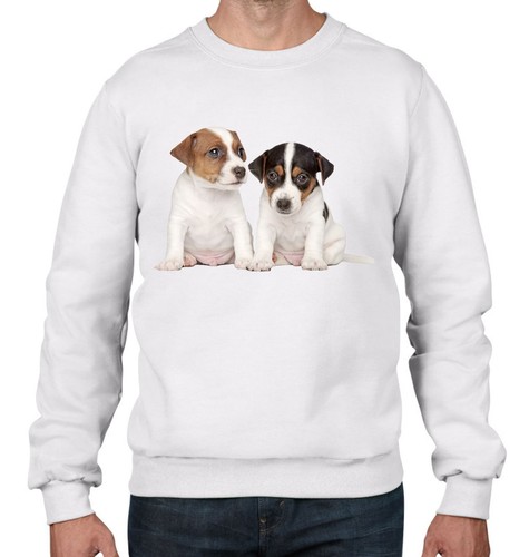 Jack russell cuccioli - jack,