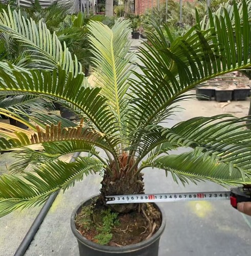 Raro cactus cycas revoluta - cactus,