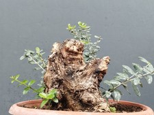Bonsai olivastro 30x20cm - bonsai,