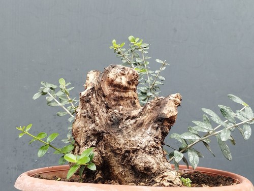 Bonsai olivastro 30x20cm - olivastro,