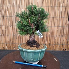 Bonsai di Pino Senijumaru h