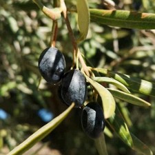 PIANTA DI ULIVO MELA *da
