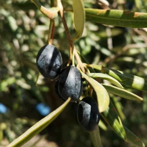 Pianta ulivo mela - ulivo,