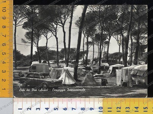 41498 roma lido dei - -, pini