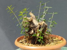 Bonsai Olivastro 24x15cm In