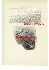 Corallo rosso, (Actinia Equina