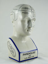 Busto "Frenologia" Testa Busto Anatomia Medico 30Cm NUOVO