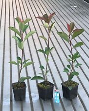 Fotinia "Photinia x fraseri Red Robin" 48 piante in vaso ø9 cm