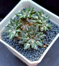 1pcs quattro teste Ariocarpus
