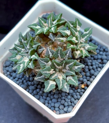 1pcs quattro teste - , ariocarpus