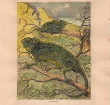 Stampa antica CAMALEONTI sui