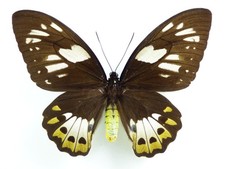 Ornithoptera priamus ssp