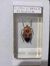 Cimice Della Malesia
