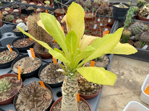 111 brighamia insignis wysiwyg - brighamia,