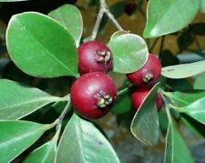 Guava Fragola Rossa - Psidium cattleyanum - 50+ semi - semi cimelio! Gx 025