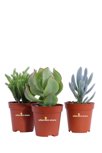 Set piante succulente - piante,