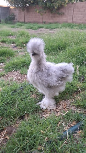 Uova feconde moroseta - feconde, grigio