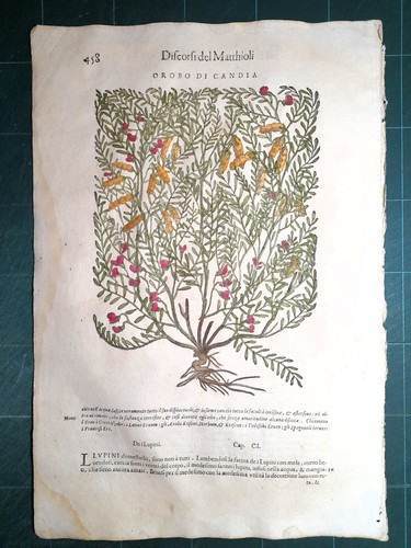 Mattioli matthioli erbario - matthioli,
