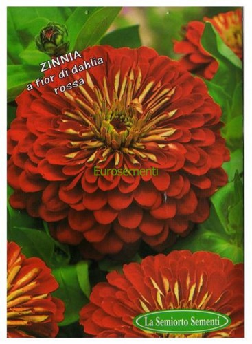 200 semi seeds zinnia - semi/seeds, a