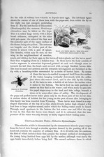 Vecchia stampa antica