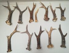 Corna Capriolo creatività fai da te 