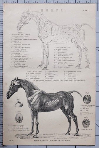 1868 stampa anatomia dei - 1868,