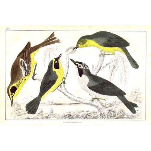 Warblers maryland warbler - warblers,