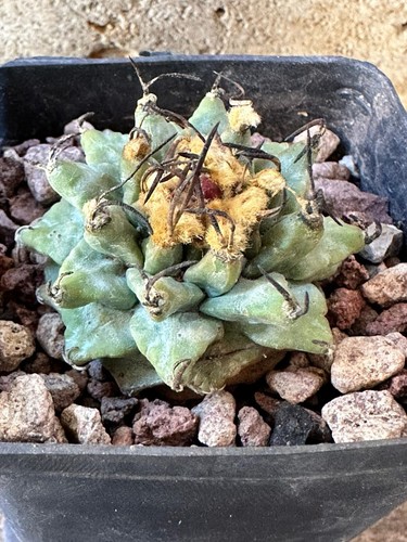 Turbinicarpus alonsoi xichu - turbinicarpus,