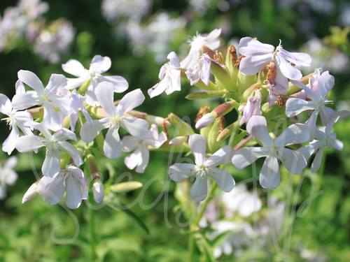 1000 semi saponaria - semi,