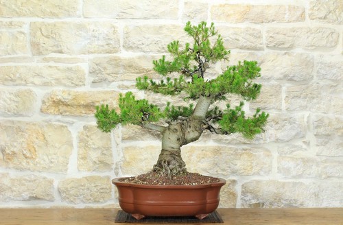 Bonsai pino aleppo - bonsai, (10)