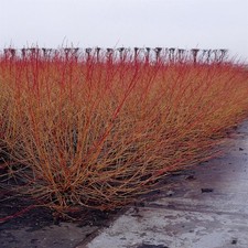 PIANTA DI SANGUINELLA 'CORNUS