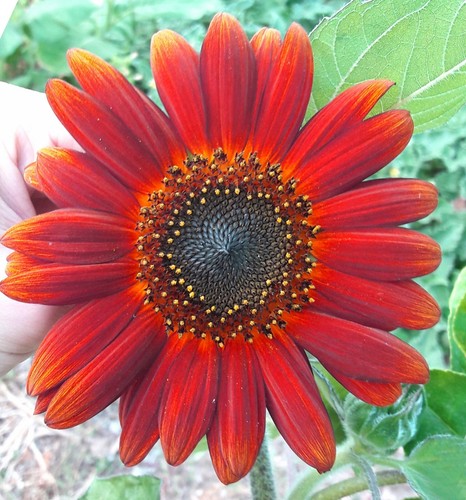 Semi girasole rosso - 10,
