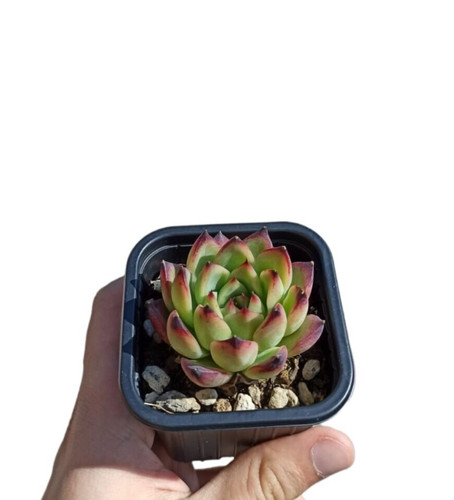 Echeveria agavoides ebony - echeveria,