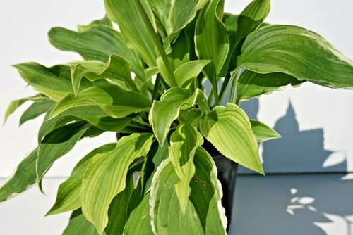 Hosta albo marginata erbacea - marginata,