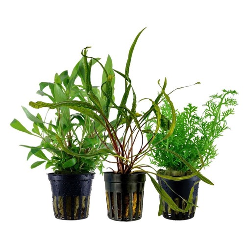 Piante set con sfondo - set, 3