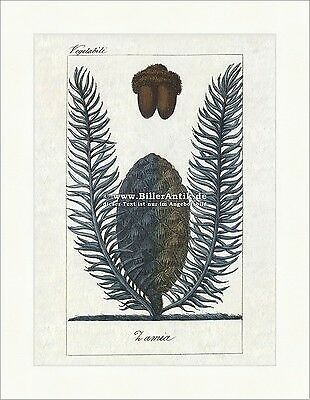 Zamia palma felce epifite - , coni