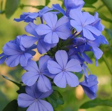 Pianta plumbago gelsomino - pianta,