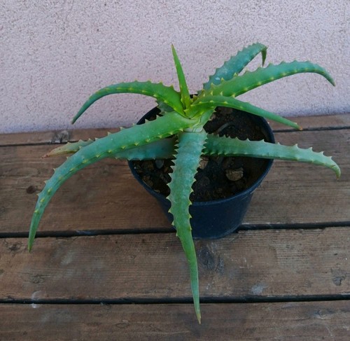 Aloe arborescens vaso - vaso, 10