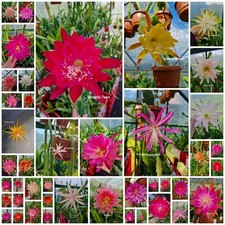 Epiphyllum Foglia Cactus